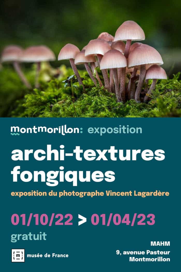 Archi-textures fongiques: expo photo au Musée d’Art et d’Histoire de Montmorillon