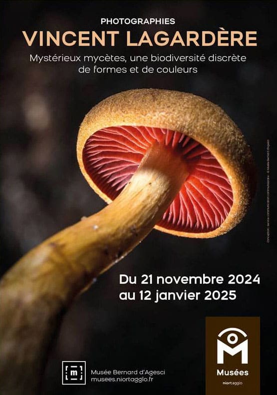 Mystérieux mycètes : expo photo au Musée Bernard-d’Agesci de Niort